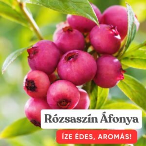 Rozsaszin-afonya-ár-Pink-Lemonade- Vaccinium-corymbosum-www.koronakert.hu- Pink Lemonade áfonya, Pink Lemonade blueberry, rózsaszín áfonya, Vaccinium corymbosum Pink Lemonade, amerikai áfonya Pink Lemonade, kerti áfonya Pink Lemonade, rózsaszín termésű áfonya, Pink Lemonade áfonya vásárlás, Pink Lemonade áfonya ára, rózsaszín áfonya rendelés, áfonya bokor eladó, áfonya cserje rendelhető, áfonya bokor konténeres, Pink Lemonade áfonya csemete, különleges áfonya fajta, dekoratív áfonya bokor, édes áfonya, rózsaszín bogyós gyümölcs, nagy termésű áfonya, bőtermő áfonya, télálló áfonya, lombhullató gyümölcscserje, áfonya savanyú talaj, áfonya ültetése, áfonya gondozása, áfonya metszése, áfonya öntözése, tőzeges talaj áfonyához, savanyú föld áfonyának, áfonya konténerben nevelés, áfonya érési idő, nyári termésű áfonya, augusztusi áfonya, késői érésű áfonya, öntermékeny áfonya, porzó áfonya fajták, áfonya fajtatársítás, áfonya balkonra, áfonya dézsában, áfonya bokor cserépben, áfonya sövény, áfonya dísznövényként