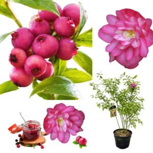 Rozsaszin-afonya-ár-Pink-Lemonade- Vaccinium-corymbosum-www.koronakert.hu-Pink Lemonade áfonya, Pink Lemonade blueberry, rózsaszín áfonya, Vaccinium corymbosum Pink Lemonade, amerikai áfonya Pink Lemonade, kerti áfonya Pink Lemonade, rózsaszín termésű áfonya, Pink Lemonade áfonya vásárlás, Pink Lemonade áfonya ára, rózsaszín áfonya rendelés, áfonya bokor eladó, áfonya cserje rendelhető, áfonya bokor konténeres, Pink Lemonade áfonya csemete, különleges áfonya fajta, dekoratív áfonya bokor, édes áfonya, rózsaszín bogyós gyümölcs, nagy termésű áfonya, bőtermő áfonya, télálló áfonya, lombhullató gyümölcscserje, áfonya savanyú talaj, áfonya ültetése, áfonya gondozása, áfonya metszése, áfonya öntözése, tőzeges talaj áfonyához, savanyú föld áfonyának, áfonya konténerben nevelés, áfonya érési idő, nyári termésű áfonya, augusztusi áfonya, késői érésű áfonya, öntermékeny áfonya, porzó áfonya fajták, áfonya fajtatársítás, áfonya balkonra, áfonya dézsában, áfonya bokor cserépben, áfonya sövény, áfonya dísznövényként