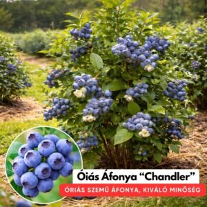 áfonya-Chandler-vásárlás, áfonya bokor vásárlás, kék áfonya vásárlás, amerikai áfonya vásárlás, áfonya növény rendelés, áfonya palánta, áfonya csemete, áfonya bokor ár, áfonya ára, kék áfonya bokor, amerikai áfonya bokor, öntermékeny áfonya, nagy termésű áfonya, fagyálló áfonya, konténeres áfonya, cserepes áfonya, 2 éves áfonya bokor, termő áfonya bokor, nagy áfonya bokor, savanyú talaj áfonya, áfonya föld, áfonya ültetés, kerti áfonya, balkon áfonya, áfonya teraszra, áfonya webshop, áfonya házhozszállítás, áfonya rendelés online, faiskolai áfonya