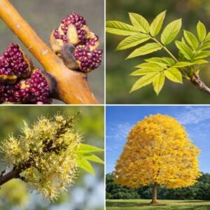 aranyköris-fraxinus-excelsior-diszfa-ar-arany-lombu-fa-gyors-növekedesu-fa-www.koronakert.hu