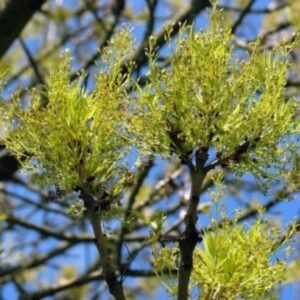 aranyköris-fraxinus-excelsior-diszfa-ar-arany-lombu-fa-gyors-növekedesu-fa-www.koronakert.hu