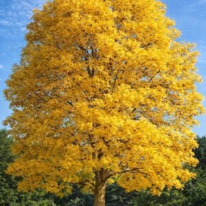 aranyköris-fraxinus-excelsior-diszfa-ar-arany-lombu-fa-gyors-növekedesu-fa-www.koronakert.hu