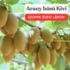 Kivi-arany-husu-Kiwi-giallo-tomuri-jenny-ár-Arany húsú "Actinidia chin-www.koronakert.hu