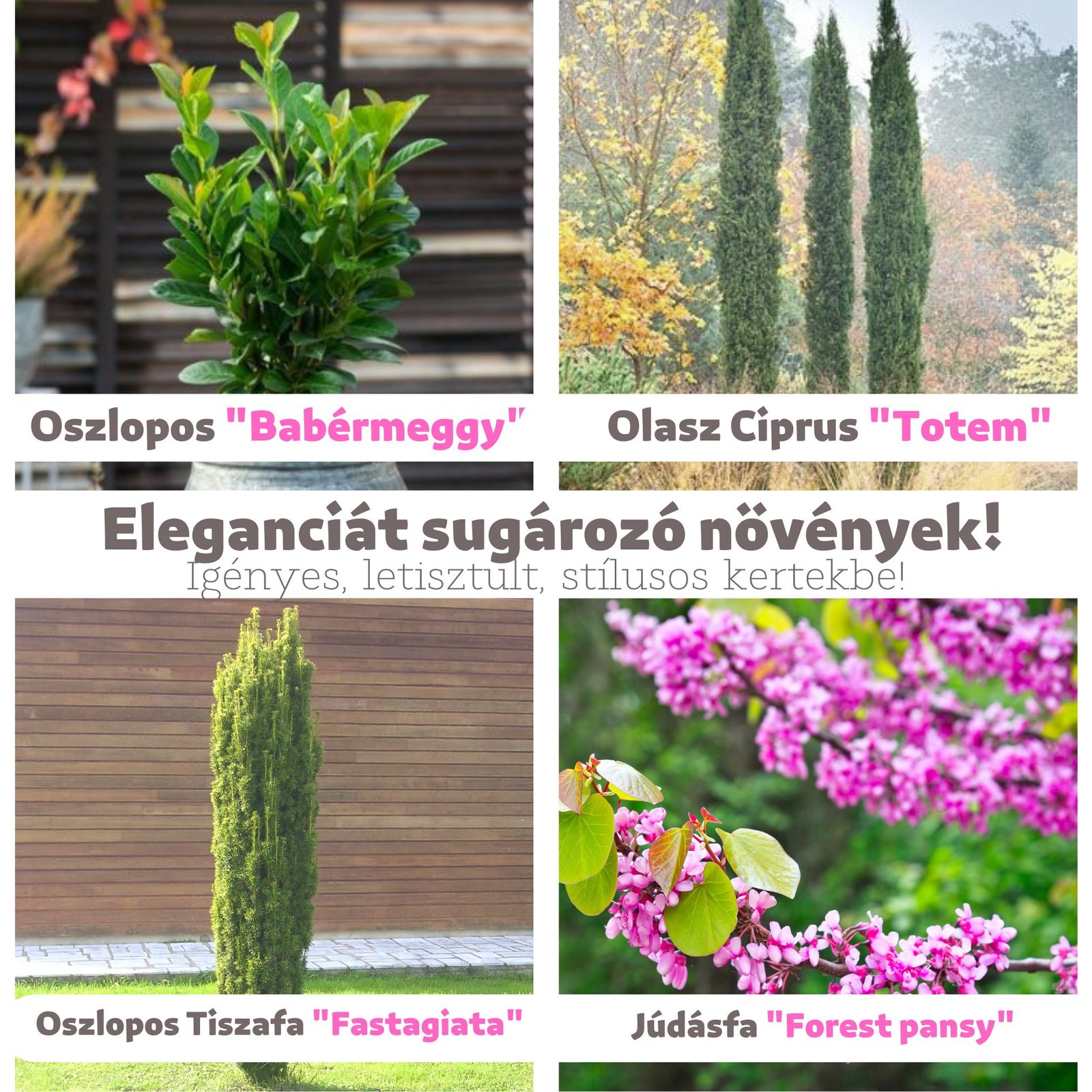 Különleges gyümölcsök a kertben