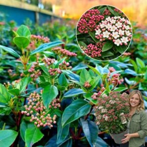 örökzöld bangita, bangita, bangita vásárlás, bangita ár, bangita cserje, viburnum bangita, viburnum tinus bangita, örökzöld bangita cserje, télen virágzó bangita, fagytűrő bangita, bangita sövény, bangita konténeres, viburnum tinus eve price, viburnum tinus eve price eladó, viburnum tinus eve price ár, viburnum tinus, viburnum eve price, örökzöld díszcserje, örökzöld virágzó cserje, télen virágzó örökzöld cserje, örökzöld cserje vásárlás, viburnum tinus ár, viburnum tinus rendelés, viburnum tinus kertbe, viburnum tinus sövény, viburnum tinus cserepes, örökzöld sövény növényTéli Bangita, örökzöld bangita, bangita fajták, örökzöld bangita ár, viburnum tinus eve price, viburnum tinus, viburnum eve price, örökzöld bangita, örökzöld díszcserje, télen virágzó cserje, viburnum tinus eve price eladó, viburnum tinus ár, viburnum tinus eve price ár, örökzöld bangita vásárlás, örökzöld cserje vásárlás, viburnum tinus rendelés, viburnum tinus kertbe, télen virágzó örökzöld cserje, fagytűrő örökzöld bokor, örökzöld virágzó cserje, viburnum tinus gondozása, viburnum tinus ültetése, viburnum tinus metszése, viburnum tinus sövény, örökzöld sövény növény, viburnum tinus konténerbe, örökzöld cserje teraszra, viburnum tinus cserepes