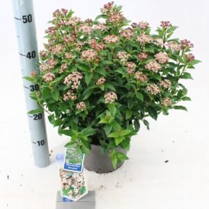 örökzöld bangita, bangita, bangita vásárlás, bangita ár, bangita cserje, viburnum bangita, viburnum tinus bangita, örökzöld bangita cserje, télen virágzó bangita, fagytűrő bangita, bangita sövény, bangita konténeres, viburnum tinus eve price, viburnum tinus eve price eladó, viburnum tinus eve price ár, viburnum tinus, viburnum eve price, örökzöld díszcserje, örökzöld virágzó cserje, télen virágzó örökzöld cserje, örökzöld cserje vásárlás, viburnum tinus ár, viburnum tinus rendelés, viburnum tinus kertbe, viburnum tinus sövény, viburnum tinus cserepes, örökzöld sövény növényTéli Bangita, örökzöld bangita, bangita fajták, örökzöld bangita ár, viburnum tinus eve price, viburnum tinus, viburnum eve price, örökzöld bangita, örökzöld díszcserje, télen virágzó cserje, viburnum tinus eve price eladó, viburnum tinus ár, viburnum tinus eve price ár, örökzöld bangita vásárlás, örökzöld cserje vásárlás, viburnum tinus rendelés, viburnum tinus kertbe, télen virágzó örökzöld cserje, fagytűrő örökzöld bokor, örökzöld virágzó cserje, viburnum tinus gondozása, viburnum tinus ültetése, viburnum tinus metszése, viburnum tinus sövény, örökzöld sövény növény, viburnum tinus konténerbe, örökzöld cserje teraszra, viburnum tinus cserepes