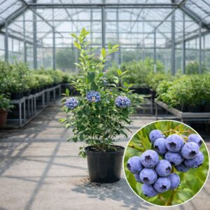 áfonya, áfonya vásárlás, áfonya ár, áfonya eladó, áfonya konténeres, áfonya rendelés, áfonya webshop, áfonya ültetése, áfonya gondozása, áfonya metszése, áfonya növekedés, áfonya magasság, áfonya fagytűrés, áfonya kertbe, áfonya betegségek, áfonya tippek, áfonya konténer méret, áfonya ültetési távolság, áfonya online vásárlás, áfonya vélemények, áfonya tápanyagigény, áfonya talajigény, áfonya pH igény, áfonya telepítési útmutató, áfonya ültetési tanácsok, áfonya termesztése, áfonya bokor, áfonya fajta, áfonya bokor árak, áfonya vetőmag, áfonya trágyázása, áfonya öntözés, áfonya locsolás, áfonya növény árak, áfonya növény vásárlás.