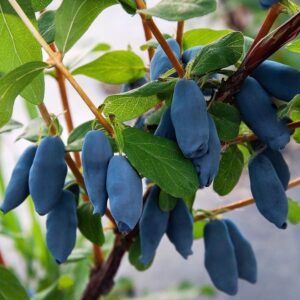 Kamcsatkai mézbogyó, **Lonicera caerulea Kamtschatka**, Kamcsatkai mézbogyó vásárlás, Lonicera caerulea Kamtschatka ár, Kamcsatkai mézbogyó eladó, Lonicera caerulea Kamtschatka konténeres, Kamcsatkai mézbogyó rendelés, Lonicera caerulea Kamtschatka webshop, Kamcsatkai mézbogyó ültetése, Lonicera caerulea Kamtschatka gondozása, Kamcsatkai mézbogyó metszése, Lonicera caerulea Kamtschatka növekedés, Kamcsatkai mézbogyó magasság, Lonicera caerulea Kamtschatka fagytűrés, Kamcsatkai mézbogyó kertbe, Lonicera caerulea Kamtschatka betegségek, Kamcsatkai mézbogyó tippek, Lonicera caerulea Kamtschatka konténer méret, Kamcsatkai mézbogyó ültetési távolság, Lonicera caerulea Kamtschatka vélemények, Kamcsatkai mézbogyó online vásárlás, Lonicera caerulea Kamtschatka növény árak, Kamcsatkai mézbogyó savanyú talaj, Lonicera caerulea Kamtschatka bokor, Kamcsatkai mézbogyó terméshozam, Lonicera caerulea Kamtschatka érése, Kamcsatkai mézbogyó táplálása, Lonicera caerulea Kamtschatka talajigény, Kamcsatkai mézbogyó napfényigény, Kamcsatkai mézbogyó, **Lonicera caerulea Kamtschatka**, Kamcsatkai mézbogyó vásárlás, Lonicera caerulea Kamtschatka ár, Kamcsatkai mézbogyó eladó, Lonicera caerulea Kamtschatka konténeres, Kamcsatkai mézbogyó rendelés, Lonicera caerulea Kamtschatka webshop, Kamcsatkai mézbogyó ültetése, Lonicera caerulea Kamtschatka gondozása, Kamcsatkai mézbogyó metszése, Lonicera caerulea Kamtschatka növekedés, Kamcsatkai mézbogyó magasság, Lonicera caerulea Kamtschatka fagytűrés, Kamcsatkai mézbogyó kertbe, Lonicera caerulea Kamtschatka betegségek, Kamcsatkai mézbogyó tippek, Lonicera caerulea Kamtschatka konténer méret, Kamcsatkai mézbogyó ültetési távolság, Lonicera caerulea Kamtschatka vélemények, Kamcsatkai mézbogyó online vásárlás, Lonicera caerulea Kamtschatka növény árak, Kamcsatkai mézbogyó savanyú talaj, Lonicera caerulea Kamtschatka bokor, Kamcsatkai mézbogyó terméshozam, Lonicera caerulea Kamtschatka érése, Kamcsatkai mézbogyó táplálása, Lonicera caerulea Kamtschatka talajigény, Kamcsatkai mézbogyó napfényigény.