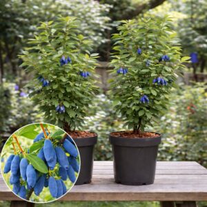 Kamcsatkai mézbogyó, **Lonicera caerulea Kamtschatka**, Kamcsatkai mézbogyó vásárlás, Lonicera caerulea Kamtschatka ár, Kamcsatkai mézbogyó eladó, Lonicera caerulea Kamtschatka konténeres, Kamcsatkai mézbogyó rendelés, Lonicera caerulea Kamtschatka webshop, Kamcsatkai mézbogyó ültetése, Lonicera caerulea Kamtschatka gondozása, Kamcsatkai mézbogyó metszése, Lonicera caerulea Kamtschatka növekedés, Kamcsatkai mézbogyó magasság, Lonicera caerulea Kamtschatka fagytűrés, Kamcsatkai mézbogyó kertbe, Lonicera caerulea Kamtschatka betegségek, Kamcsatkai mézbogyó tippek, Lonicera caerulea Kamtschatka konténer méret, Kamcsatkai mézbogyó ültetési távolság, Lonicera caerulea Kamtschatka vélemények, Kamcsatkai mézbogyó online vásárlás, Lonicera caerulea Kamtschatka növény árak, Kamcsatkai mézbogyó savanyú talaj, Lonicera caerulea Kamtschatka bokor, Kamcsatkai mézbogyó terméshozam, Lonicera caerulea Kamtschatka érése, Kamcsatkai mézbogyó táplálása, Lonicera caerulea Kamtschatka talajigény, Kamcsatkai mézbogyó napfényigény, Kamcsatkai mézbogyó, **Lonicera caerulea Kamtschatka**, Kamcsatkai mézbogyó vásárlás, Lonicera caerulea Kamtschatka ár, Kamcsatkai mézbogyó eladó, Lonicera caerulea Kamtschatka konténeres, Kamcsatkai mézbogyó rendelés, Lonicera caerulea Kamtschatka webshop, Kamcsatkai mézbogyó ültetése, Lonicera caerulea Kamtschatka gondozása, Kamcsatkai mézbogyó metszése, Lonicera caerulea Kamtschatka növekedés, Kamcsatkai mézbogyó magasság, Lonicera caerulea Kamtschatka fagytűrés, Kamcsatkai mézbogyó kertbe, Lonicera caerulea Kamtschatka betegségek, Kamcsatkai mézbogyó tippek, Lonicera caerulea Kamtschatka konténer méret, Kamcsatkai mézbogyó ültetési távolság, Lonicera caerulea Kamtschatka vélemények, Kamcsatkai mézbogyó online vásárlás, Lonicera caerulea Kamtschatka növény árak, Kamcsatkai mézbogyó savanyú talaj, Lonicera caerulea Kamtschatka bokor, Kamcsatkai mézbogyó terméshozam, Lonicera caerulea Kamtschatka érése, Kamcsatkai mézbogyó táplálása, Lonicera caerulea Kamtschatka talajigény, Kamcsatkai mézbogyó napfényigény.