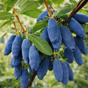 Kamcsatkai mézbogyó, **Lonicera caerulea Kamtschatka**, Kamcsatkai mézbogyó vásárlás, Lonicera caerulea Kamtschatka ár, Kamcsatkai mézbogyó eladó, Lonicera caerulea Kamtschatka konténeres, Kamcsatkai mézbogyó rendelés, Lonicera caerulea Kamtschatka webshop, Kamcsatkai mézbogyó ültetése, Lonicera caerulea Kamtschatka gondozása, Kamcsatkai mézbogyó metszése, Lonicera caerulea Kamtschatka növekedés, Kamcsatkai mézbogyó magasság, Lonicera caerulea Kamtschatka fagytűrés, Kamcsatkai mézbogyó kertbe, Lonicera caerulea Kamtschatka betegségek, Kamcsatkai mézbogyó tippek, Lonicera caerulea Kamtschatka konténer méret, Kamcsatkai mézbogyó ültetési távolság, Lonicera caerulea Kamtschatka vélemények, Kamcsatkai mézbogyó online vásárlás, Lonicera caerulea Kamtschatka növény árak, Kamcsatkai mézbogyó savanyú talaj, Lonicera caerulea Kamtschatka bokor, Kamcsatkai mézbogyó terméshozam, Lonicera caerulea Kamtschatka érése, Kamcsatkai mézbogyó táplálása, Lonicera caerulea Kamtschatka talajigény, Kamcsatkai mézbogyó napfényigény, Kamcsatkai mézbogyó, **Lonicera caerulea Kamtschatka**, Kamcsatkai mézbogyó vásárlás, Lonicera caerulea Kamtschatka ár, Kamcsatkai mézbogyó eladó, Lonicera caerulea Kamtschatka konténeres, Kamcsatkai mézbogyó rendelés, Lonicera caerulea Kamtschatka webshop, Kamcsatkai mézbogyó ültetése, Lonicera caerulea Kamtschatka gondozása, Kamcsatkai mézbogyó metszése, Lonicera caerulea Kamtschatka növekedés, Kamcsatkai mézbogyó magasság, Lonicera caerulea Kamtschatka fagytűrés, Kamcsatkai mézbogyó kertbe, Lonicera caerulea Kamtschatka betegségek, Kamcsatkai mézbogyó tippek, Lonicera caerulea Kamtschatka konténer méret, Kamcsatkai mézbogyó ültetési távolság, Lonicera caerulea Kamtschatka vélemények, Kamcsatkai mézbogyó online vásárlás, Lonicera caerulea Kamtschatka növény árak, Kamcsatkai mézbogyó savanyú talaj, Lonicera caerulea Kamtschatka bokor, Kamcsatkai mézbogyó terméshozam, Lonicera caerulea Kamtschatka érése, Kamcsatkai mézbogyó táplálása, Lonicera caerulea Kamtschatka talajigény, Kamcsatkai mézbogyó napfényigény.