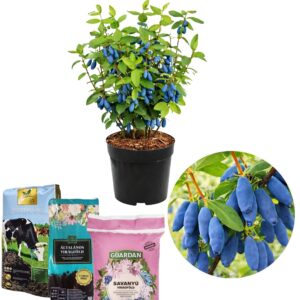 Kamcsatkai mézbogyó, **Lonicera caerulea Kamtschatka**, Kamcsatkai mézbogyó vásárlás, Lonicera caerulea Kamtschatka ár, Kamcsatkai mézbogyó eladó, Lonicera caerulea Kamtschatka konténeres, Kamcsatkai mézbogyó rendelés, Lonicera caerulea Kamtschatka webshop, Kamcsatkai mézbogyó ültetése, Lonicera caerulea Kamtschatka gondozása, Kamcsatkai mézbogyó metszése, Lonicera caerulea Kamtschatka növekedés, Kamcsatkai mézbogyó magasság, Lonicera caerulea Kamtschatka fagytűrés, Kamcsatkai mézbogyó kertbe, Lonicera caerulea Kamtschatka betegségek, Kamcsatkai mézbogyó tippek, Lonicera caerulea Kamtschatka konténer méret, Kamcsatkai mézbogyó ültetési távolság, Lonicera caerulea Kamtschatka vélemények, Kamcsatkai mézbogyó online vásárlás, Lonicera caerulea Kamtschatka növény árak, Kamcsatkai mézbogyó savanyú talaj, Lonicera caerulea Kamtschatka bokor, Kamcsatkai mézbogyó terméshozam, Lonicera caerulea Kamtschatka érése, Kamcsatkai mézbogyó táplálása, Lonicera caerulea Kamtschatka talajigény, Kamcsatkai mézbogyó napfényigény, Kamcsatkai mézbogyó, **Lonicera caerulea Kamtschatka**, Kamcsatkai mézbogyó vásárlás, Lonicera caerulea Kamtschatka ár, Kamcsatkai mézbogyó eladó, Lonicera caerulea Kamtschatka konténeres, Kamcsatkai mézbogyó rendelés, Lonicera caerulea Kamtschatka webshop, Kamcsatkai mézbogyó ültetése, Lonicera caerulea Kamtschatka gondozása, Kamcsatkai mézbogyó metszése, Lonicera caerulea Kamtschatka növekedés, Kamcsatkai mézbogyó magasság, Lonicera caerulea Kamtschatka fagytűrés, Kamcsatkai mézbogyó kertbe, Lonicera caerulea Kamtschatka betegségek, Kamcsatkai mézbogyó tippek, Lonicera caerulea Kamtschatka konténer méret, Kamcsatkai mézbogyó ültetési távolság, Lonicera caerulea Kamtschatka vélemények, Kamcsatkai mézbogyó online vásárlás, Lonicera caerulea Kamtschatka növény árak, Kamcsatkai mézbogyó savanyú talaj, Lonicera caerulea Kamtschatka bokor, Kamcsatkai mézbogyó terméshozam, Lonicera caerulea Kamtschatka érése, Kamcsatkai mézbogyó táplálása, Lonicera caerulea Kamtschatka talajigény, Kamcsatkai mézbogyó napfényigény.