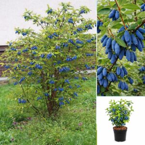 Kamcsatkai mézbogyó, **Lonicera caerulea Kamtschatka**, Kamcsatkai mézbogyó vásárlás, Lonicera caerulea Kamtschatka ár, Kamcsatkai mézbogyó eladó, Lonicera caerulea Kamtschatka konténeres, Kamcsatkai mézbogyó rendelés, Lonicera caerulea Kamtschatka webshop, Kamcsatkai mézbogyó ültetése, Lonicera caerulea Kamtschatka gondozása, Kamcsatkai mézbogyó metszése, Lonicera caerulea Kamtschatka növekedés, Kamcsatkai mézbogyó magasság, Lonicera caerulea Kamtschatka fagytűrés, Kamcsatkai mézbogyó kertbe, Lonicera caerulea Kamtschatka betegségek, Kamcsatkai mézbogyó tippek, Lonicera caerulea Kamtschatka konténer méret, Kamcsatkai mézbogyó ültetési távolság, Lonicera caerulea Kamtschatka vélemények, Kamcsatkai mézbogyó online vásárlás, Lonicera caerulea Kamtschatka növény árak, Kamcsatkai mézbogyó savanyú talaj, Lonicera caerulea Kamtschatka bokor, Kamcsatkai mézbogyó terméshozam, Lonicera caerulea Kamtschatka érése, Kamcsatkai mézbogyó táplálása, Lonicera caerulea Kamtschatka talajigény, Kamcsatkai mézbogyó napfényigény, Kamcsatkai mézbogyó, **Lonicera caerulea Kamtschatka**, Kamcsatkai mézbogyó vásárlás, Lonicera caerulea Kamtschatka ár, Kamcsatkai mézbogyó eladó, Lonicera caerulea Kamtschatka konténeres, Kamcsatkai mézbogyó rendelés, Lonicera caerulea Kamtschatka webshop, Kamcsatkai mézbogyó ültetése, Lonicera caerulea Kamtschatka gondozása, Kamcsatkai mézbogyó metszése, Lonicera caerulea Kamtschatka növekedés, Kamcsatkai mézbogyó magasság, Lonicera caerulea Kamtschatka fagytűrés, Kamcsatkai mézbogyó kertbe, Lonicera caerulea Kamtschatka betegségek, Kamcsatkai mézbogyó tippek, Lonicera caerulea Kamtschatka konténer méret, Kamcsatkai mézbogyó ültetési távolság, Lonicera caerulea Kamtschatka vélemények, Kamcsatkai mézbogyó online vásárlás, Lonicera caerulea Kamtschatka növény árak, Kamcsatkai mézbogyó savanyú talaj, Lonicera caerulea Kamtschatka bokor, Kamcsatkai mézbogyó terméshozam, Lonicera caerulea Kamtschatka érése, Kamcsatkai mézbogyó táplálása, Lonicera caerulea Kamtschatka talajigény, Kamcsatkai mézbogyó napfényigény.