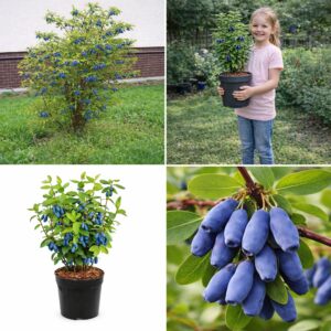Kamcsatkai mézbogyó, **Lonicera caerulea Kamtschatka**, Kamcsatkai mézbogyó vásárlás, Lonicera caerulea Kamtschatka ár, Kamcsatkai mézbogyó eladó, Lonicera caerulea Kamtschatka konténeres, Kamcsatkai mézbogyó rendelés, Lonicera caerulea Kamtschatka webshop, Kamcsatkai mézbogyó ültetése, Lonicera caerulea Kamtschatka gondozása, Kamcsatkai mézbogyó metszése, Lonicera caerulea Kamtschatka növekedés, Kamcsatkai mézbogyó magasság, Lonicera caerulea Kamtschatka fagytűrés, Kamcsatkai mézbogyó kertbe, Lonicera caerulea Kamtschatka betegségek, Kamcsatkai mézbogyó tippek, Lonicera caerulea Kamtschatka konténer méret, Kamcsatkai mézbogyó ültetési távolság, Lonicera caerulea Kamtschatka vélemények, Kamcsatkai mézbogyó online vásárlás, Lonicera caerulea Kamtschatka növény árak, Kamcsatkai mézbogyó savanyú talaj, Lonicera caerulea Kamtschatka bokor, Kamcsatkai mézbogyó terméshozam, Lonicera caerulea Kamtschatka érése, Kamcsatkai mézbogyó táplálása, Lonicera caerulea Kamtschatka talajigény, Kamcsatkai mézbogyó napfényigény, Kamcsatkai mézbogyó, **Lonicera caerulea Kamtschatka**, Kamcsatkai mézbogyó vásárlás, Lonicera caerulea Kamtschatka ár, Kamcsatkai mézbogyó eladó, Lonicera caerulea Kamtschatka konténeres, Kamcsatkai mézbogyó rendelés, Lonicera caerulea Kamtschatka webshop, Kamcsatkai mézbogyó ültetése, Lonicera caerulea Kamtschatka gondozása, Kamcsatkai mézbogyó metszése, Lonicera caerulea Kamtschatka növekedés, Kamcsatkai mézbogyó magasság, Lonicera caerulea Kamtschatka fagytűrés, Kamcsatkai mézbogyó kertbe, Lonicera caerulea Kamtschatka betegségek, Kamcsatkai mézbogyó tippek, Lonicera caerulea Kamtschatka konténer méret, Kamcsatkai mézbogyó ültetési távolság, Lonicera caerulea Kamtschatka vélemények, Kamcsatkai mézbogyó online vásárlás, Lonicera caerulea Kamtschatka növény árak, Kamcsatkai mézbogyó savanyú talaj, Lonicera caerulea Kamtschatka bokor, Kamcsatkai mézbogyó terméshozam, Lonicera caerulea Kamtschatka érése, Kamcsatkai mézbogyó táplálása, Lonicera caerulea Kamtschatka talajigény, Kamcsatkai mézbogyó napfényigény.