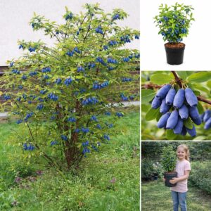 Kamcsatkai mézbogyó, **Lonicera caerulea Kamtschatka**, Kamcsatkai mézbogyó vásárlás, Lonicera caerulea Kamtschatka ár, Kamcsatkai mézbogyó eladó, Lonicera caerulea Kamtschatka konténeres, Kamcsatkai mézbogyó rendelés, Lonicera caerulea Kamtschatka webshop, Kamcsatkai mézbogyó ültetése, Lonicera caerulea Kamtschatka gondozása, Kamcsatkai mézbogyó metszése, Lonicera caerulea Kamtschatka növekedés, Kamcsatkai mézbogyó magasság, Lonicera caerulea Kamtschatka fagytűrés, Kamcsatkai mézbogyó kertbe, Lonicera caerulea Kamtschatka betegségek, Kamcsatkai mézbogyó tippek, Lonicera caerulea Kamtschatka konténer méret, Kamcsatkai mézbogyó ültetési távolság, Lonicera caerulea Kamtschatka vélemények, Kamcsatkai mézbogyó online vásárlás, Lonicera caerulea Kamtschatka növény árak, Kamcsatkai mézbogyó savanyú talaj, Lonicera caerulea Kamtschatka bokor, Kamcsatkai mézbogyó terméshozam, Lonicera caerulea Kamtschatka érése, Kamcsatkai mézbogyó táplálása, Lonicera caerulea Kamtschatka talajigény, Kamcsatkai mézbogyó napfényigény, Kamcsatkai mézbogyó, **Lonicera caerulea Kamtschatka**, Kamcsatkai mézbogyó vásárlás, Lonicera caerulea Kamtschatka ár, Kamcsatkai mézbogyó eladó, Lonicera caerulea Kamtschatka konténeres, Kamcsatkai mézbogyó rendelés, Lonicera caerulea Kamtschatka webshop, Kamcsatkai mézbogyó ültetése, Lonicera caerulea Kamtschatka gondozása, Kamcsatkai mézbogyó metszése, Lonicera caerulea Kamtschatka növekedés, Kamcsatkai mézbogyó magasság, Lonicera caerulea Kamtschatka fagytűrés, Kamcsatkai mézbogyó kertbe, Lonicera caerulea Kamtschatka betegségek, Kamcsatkai mézbogyó tippek, Lonicera caerulea Kamtschatka konténer méret, Kamcsatkai mézbogyó ültetési távolság, Lonicera caerulea Kamtschatka vélemények, Kamcsatkai mézbogyó online vásárlás, Lonicera caerulea Kamtschatka növény árak, Kamcsatkai mézbogyó savanyú talaj, Lonicera caerulea Kamtschatka bokor, Kamcsatkai mézbogyó terméshozam, Lonicera caerulea Kamtschatka érése, Kamcsatkai mézbogyó táplálása, Lonicera caerulea Kamtschatka talajigény, Kamcsatkai mézbogyó napfényigény.