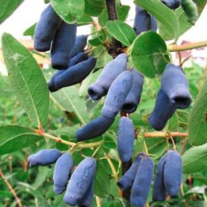 Kamcsatkai mézbogyó, **Lonicera caerulea Kamtschatka**, Kamcsatkai mézbogyó vásárlás, Lonicera caerulea Kamtschatka ár, Kamcsatkai mézbogyó eladó, Lonicera caerulea Kamtschatka konténeres, Kamcsatkai mézbogyó rendelés, Lonicera caerulea Kamtschatka webshop, Kamcsatkai mézbogyó ültetése, Lonicera caerulea Kamtschatka gondozása, Kamcsatkai mézbogyó metszése, Lonicera caerulea Kamtschatka növekedés, Kamcsatkai mézbogyó magasság, Lonicera caerulea Kamtschatka fagytűrés, Kamcsatkai mézbogyó kertbe, Lonicera caerulea Kamtschatka betegségek, Kamcsatkai mézbogyó tippek, Lonicera caerulea Kamtschatka konténer méret, Kamcsatkai mézbogyó ültetési távolság, Lonicera caerulea Kamtschatka vélemények, Kamcsatkai mézbogyó online vásárlás, Lonicera caerulea Kamtschatka növény árak, Kamcsatkai mézbogyó savanyú talaj, Lonicera caerulea Kamtschatka bokor, Kamcsatkai mézbogyó terméshozam, Lonicera caerulea Kamtschatka érése, Kamcsatkai mézbogyó táplálása, Lonicera caerulea Kamtschatka talajigény, Kamcsatkai mézbogyó napfényigény, Kamcsatkai mézbogyó, **Lonicera caerulea Kamtschatka**, Kamcsatkai mézbogyó vásárlás, Lonicera caerulea Kamtschatka ár, Kamcsatkai mézbogyó eladó, Lonicera caerulea Kamtschatka konténeres, Kamcsatkai mézbogyó rendelés, Lonicera caerulea Kamtschatka webshop, Kamcsatkai mézbogyó ültetése, Lonicera caerulea Kamtschatka gondozása, Kamcsatkai mézbogyó metszése, Lonicera caerulea Kamtschatka növekedés, Kamcsatkai mézbogyó magasság, Lonicera caerulea Kamtschatka fagytűrés, Kamcsatkai mézbogyó kertbe, Lonicera caerulea Kamtschatka betegségek, Kamcsatkai mézbogyó tippek, Lonicera caerulea Kamtschatka konténer méret, Kamcsatkai mézbogyó ültetési távolság, Lonicera caerulea Kamtschatka vélemények, Kamcsatkai mézbogyó online vásárlás, Lonicera caerulea Kamtschatka növény árak, Kamcsatkai mézbogyó savanyú talaj, Lonicera caerulea Kamtschatka bokor, Kamcsatkai mézbogyó terméshozam, Lonicera caerulea Kamtschatka érése, Kamcsatkai mézbogyó táplálása, Lonicera caerulea Kamtschatka talajigény, Kamcsatkai mézbogyó napfényigény.