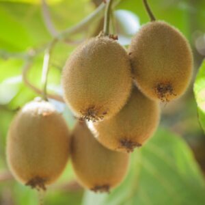 kivi, kivi növény vásárlás, kivi ár, kivi eladó, kivi konténeres, kivi rendelés, kivi webshop, kivi ültetése, kivi gondozása, kivi metszése, kivi növekedés, kivi terméshozam, kivi érési idő, kivi fagytűrés, kivi télálló fajta, kivi porzós növény, kivi termős növény, kivi porzó–termő arány, kivi ültetési távolság, kivi támrendszer, kivi futónövény, kivi kertbe, kivi balkonra, kivi talajigény, kivi napfényigény, kivi öntözés, kivi trágyázás, kivi betegségek, kivi fajták, kivi öntermékeny, kivi mini kivi, hardy kiwi, Actinidia deliciosa vásárlás, Actinidia arguta vásárlás, kivi online vásárlás, kivi növény vélemények, Actinidia deliciosa, Actinidia deliciosa vásárlás, Actinidia deliciosa ár, Actinidia deliciosa eladó, Actinidia deliciosa konténeres, Actinidia deliciosa rendelés, Actinidia deliciosa webshop, Actinidia deliciosa ültetése, Actinidia deliciosa gondozása, Actinidia deliciosa metszése, Actinidia deliciosa növekedés, Actinidia deliciosa terméshozam, Actinidia deliciosa érési idő, Actinidia deliciosa fagytűrés, Actinidia deliciosa télállóság, Actinidia deliciosa porzós növény, Actinidia deliciosa termős növény, Actinidia deliciosa porzó termő arány, Actinidia deliciosa öntermékeny, Actinidia deliciosa ültetési távolság, Actinidia deliciosa támrendszer, Actinidia deliciosa futónövény, Actinidia deliciosa kertbe, Actinidia deliciosa talajigény, Actinidia deliciosa napfényigény, Actinidia deliciosa öntözés, Actinidia deliciosa trágyázás, Actinidia deliciosa betegségek, Actinidia deliciosa fajták, Actinidia deliciosa nagytermésű, Actinidia deliciosa online vásárlás, Actinidia deliciosa növény vélemények