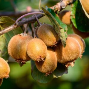 kivi, kivi növény vásárlás, kivi ár, kivi eladó, kivi konténeres, kivi rendelés, kivi webshop, kivi ültetése, kivi gondozása, kivi metszése, kivi növekedés, kivi terméshozam, kivi érési idő, kivi fagytűrés, kivi télálló fajta, kivi porzós növény, kivi termős növény, kivi porzó–termő arány, kivi ültetési távolság, kivi támrendszer, kivi futónövény, kivi kertbe, kivi balkonra, kivi talajigény, kivi napfényigény, kivi öntözés, kivi trágyázás, kivi betegségek, kivi fajták, kivi öntermékeny, kivi mini kivi, hardy kiwi, Actinidia deliciosa vásárlás, Actinidia arguta vásárlás, kivi online vásárlás, kivi növény vélemények, Actinidia deliciosa, Actinidia deliciosa vásárlás, Actinidia deliciosa ár, Actinidia deliciosa eladó, Actinidia deliciosa konténeres, Actinidia deliciosa rendelés, Actinidia deliciosa webshop, Actinidia deliciosa ültetése, Actinidia deliciosa gondozása, Actinidia deliciosa metszése, Actinidia deliciosa növekedés, Actinidia deliciosa terméshozam, Actinidia deliciosa érési idő, Actinidia deliciosa fagytűrés, Actinidia deliciosa télállóság, Actinidia deliciosa porzós növény, Actinidia deliciosa termős növény, Actinidia deliciosa porzó termő arány, Actinidia deliciosa öntermékeny, Actinidia deliciosa ültetési távolság, Actinidia deliciosa támrendszer, Actinidia deliciosa futónövény, Actinidia deliciosa kertbe, Actinidia deliciosa talajigény, Actinidia deliciosa napfényigény, Actinidia deliciosa öntözés, Actinidia deliciosa trágyázás, Actinidia deliciosa betegségek, Actinidia deliciosa fajták, Actinidia deliciosa nagytermésű, Actinidia deliciosa online vásárlás, Actinidia deliciosa növény vélemények