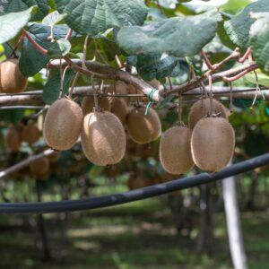 kivi, kivi növény vásárlás, kivi ár, kivi eladó, kivi konténeres, kivi rendelés, kivi webshop, kivi ültetése, kivi gondozása, kivi metszése, kivi növekedés, kivi terméshozam, kivi érési idő, kivi fagytűrés, kivi télálló fajta, kivi porzós növény, kivi termős növény, kivi porzó–termő arány, kivi ültetési távolság, kivi támrendszer, kivi futónövény, kivi kertbe, kivi balkonra, kivi talajigény, kivi napfényigény, kivi öntözés, kivi trágyázás, kivi betegségek, kivi fajták, kivi öntermékeny, kivi mini kivi, hardy kiwi, Actinidia deliciosa vásárlás, Actinidia arguta vásárlás, kivi online vásárlás, kivi növény vélemények, Actinidia deliciosa, Actinidia deliciosa vásárlás, Actinidia deliciosa ár, Actinidia deliciosa eladó, Actinidia deliciosa konténeres, Actinidia deliciosa rendelés, Actinidia deliciosa webshop, Actinidia deliciosa ültetése, Actinidia deliciosa gondozása, Actinidia deliciosa metszése, Actinidia deliciosa növekedés, Actinidia deliciosa terméshozam, Actinidia deliciosa érési idő, Actinidia deliciosa fagytűrés, Actinidia deliciosa télállóság, Actinidia deliciosa porzós növény, Actinidia deliciosa termős növény, Actinidia deliciosa porzó termő arány, Actinidia deliciosa öntermékeny, Actinidia deliciosa ültetési távolság, Actinidia deliciosa támrendszer, Actinidia deliciosa futónövény, Actinidia deliciosa kertbe, Actinidia deliciosa talajigény, Actinidia deliciosa napfényigény, Actinidia deliciosa öntözés, Actinidia deliciosa trágyázás, Actinidia deliciosa betegségek, Actinidia deliciosa fajták, Actinidia deliciosa nagytermésű, Actinidia deliciosa online vásárlás, Actinidia deliciosa növény vélemények