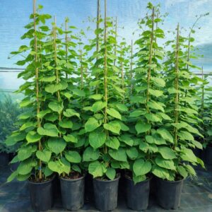 Fiatal cserepes növények a Koronakertnél