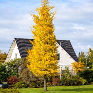 oszlopos páfrányfenyő, Ginkgo biloba Fastigiata, oszlopos ginkgo, keskeny koronájú ginkgo, ginkgo Fastigiata ár, oszlopos páfrányfenyő ár, ginkgo biloba Fastigiata eladó, oszlopos díszfa kis kertbe, keskeny növekedésű díszfa, előkertbe ültethető fa, utcafronti díszfa, sorfa telepítés, aranysárga őszi lombú fa, látványos őszi színű díszfa, legyező alakú levelű fa, különleges lombhullató díszfa, várostűrő díszfa, szárazságtűrő fa, napos helyre ültethető fa, kis helyigényű díszfa, lassú növekedésű díszfa, ginkgo faiskola, konténeres ginkgo eladó, ginkgo ültetési távolság, mekkora hely kell a ginkgónak, mikor ültethető ginkgo, porzós ginkgo Fastigiata, termés nélküli ginkgo fa