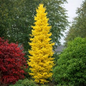 oszlopos páfrányfenyő, Ginkgo biloba Fastigiata, oszlopos ginkgo, keskeny koronájú ginkgo, ginkgo Fastigiata ár, oszlopos páfrányfenyő ár, ginkgo biloba Fastigiata eladó, oszlopos díszfa kis kertbe, keskeny növekedésű díszfa, előkertbe ültethető fa, utcafronti díszfa, sorfa telepítés, aranysárga őszi lombú fa, látványos őszi színű díszfa, legyező alakú levelű fa, különleges lombhullató díszfa, várostűrő díszfa, szárazságtűrő fa, napos helyre ültethető fa, kis helyigényű díszfa, lassú növekedésű díszfa, ginkgo faiskola, konténeres ginkgo eladó, ginkgo ültetési távolság, mekkora hely kell a ginkgónak, mikor ültethető ginkgo, porzós ginkgo Fastigiata, termés nélküli ginkgo fa