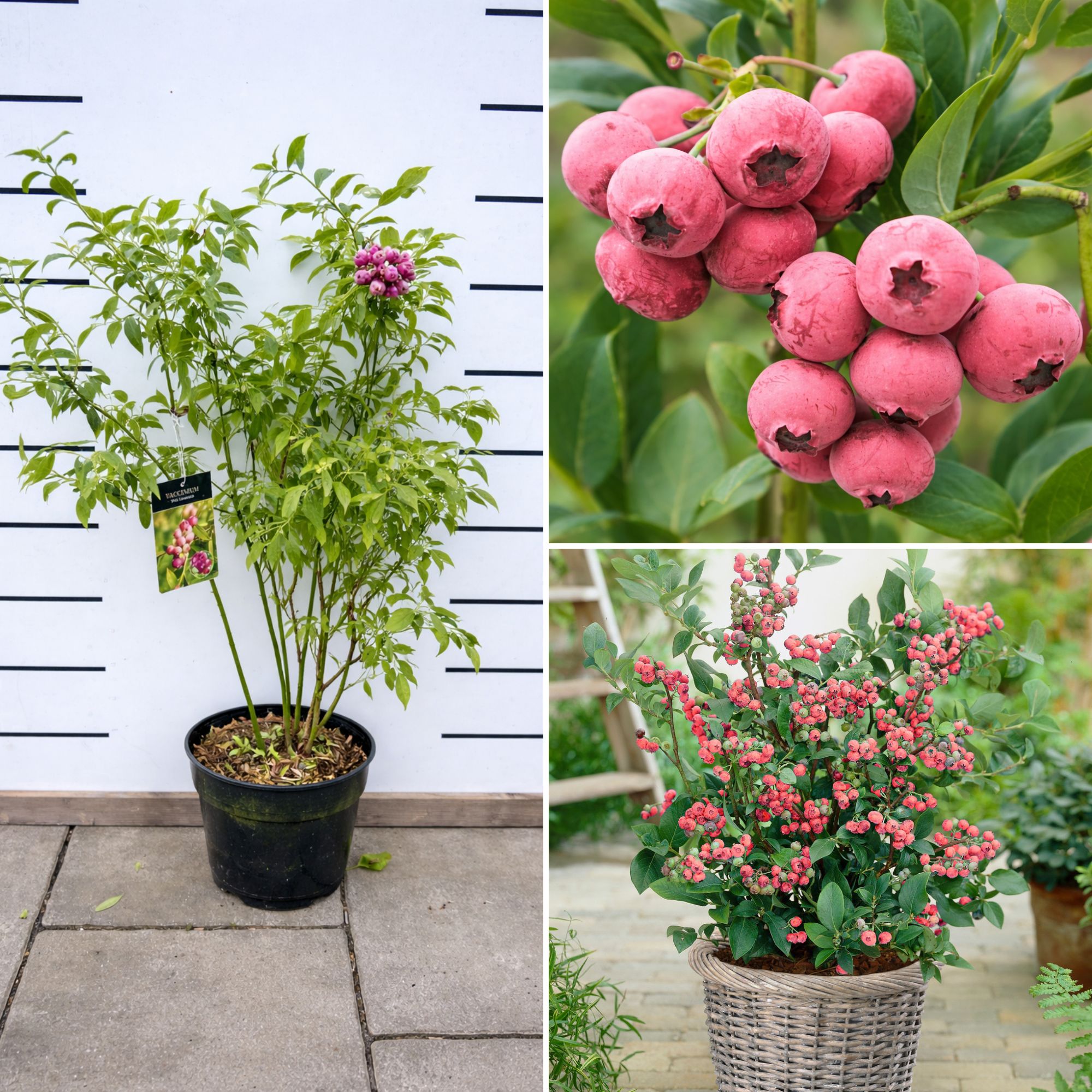 Rozsaszin-afonya-ár-Pink-Lemonade- Vaccinium-corymbosum-www.koronakert.hu-3 rózsaszín áfonya, rózsaszín áfonya vásárlás, rózsaszín áfonya ár, rózsaszín áfonya eladó, rózsaszín áfonya növény, rózsaszín áfonya bokor, rózsaszín áfonya konténeres, rózsaszín áfonya rendelés, rózsaszín áfonya webshop, rózsaszín áfonya ültetése, rózsaszín áfonya gondozása, rózsaszín áfonya metszése, rózsaszín áfonya termés, rózsaszín áfonya íze, rózsaszín áfonya érési ideje, rózsaszín áfonya terméshozam, rózsaszín áfonya fagytűrés, rózsaszín áfonya télállóság, rózsaszín áfonya savanyú talaj, rózsaszín áfonya pH igény, rózsaszín áfonya talajigény, rózsaszín áfonya napfényigény, rózsaszín áfonya öntözés, rózsaszín áfonya trágyázás, rózsaszín áfonya kertbe, rózsaszín áfonya balkonra, rózsaszín áfonya dísznövény, rózsaszín áfonya betegségek, rózsaszín áfonya vélemények, rózsaszín áfonya online vásárlás, pink blueberry növény, pink blueberry plant, pink blueberry for sale, Vaccinium corymbosum Pink Lemonade, Pink Lemonade áfonya, rózsaszín áfonya Pink Lemonade, Pink Lemonade áfonya vásárlás, Pink Lemonade áfonya ár, Pink Lemonade áfonya eladó, Pink Lemonade áfonya bokor, Pink Lemonade áfonya növény, Pink Lemonade áfonya konténeres, Pink Lemonade áfonya rendelés, Pink Lemonade áfonya webshop, Pink Lemonade áfonya ültetése, Pink Lemonade áfonya gondozása, Pink Lemonade áfonya metszése, Pink Lemonade áfonya termés, Pink Lemonade áfonya íze, Pink Lemonade áfonya érési ideje, Pink Lemonade áfonya hozam, Pink Lemonade áfonya fagytűrés, Pink Lemonade áfonya télálló, Pink Lemonade áfonya savanyú talaj, Pink Lemonade áfonya pH igény, Pink Lemonade áfonya talajigény, Pink Lemonade áfonya napfényigény, Pink Lemonade áfonya öntözés, Pink Lemonade áfonya trágyázás, rózsaszín áfonya bokor vásárlás, különleges áfonya fajta, díszáfonya termő, Pink Lemonade blueberry plant, Pink Lemonade blueberry for sale