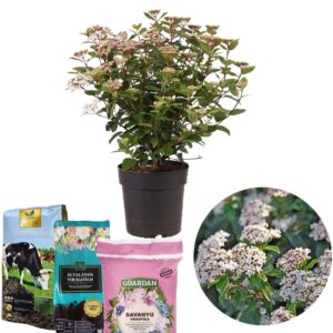 örökzöld téli bangita, télen virágzó bangita, illatos téli bangita, rózsaszín virágú téli bangita, fehér virágú téli bangita, Viburnum bodnantense, Viburnum bodnantense Dawn, télálló díszcserje, lombhullató bangita, kora tavaszi virágzású cserje, fagytűrő kerti növény, téli virágzó bokor, bangita ár, téli bangita eladó, bangita vásárlás, bangita gondozása, bangita metszése, bangita ültetése, téli bangita magassága, illatos kerti cserje, konténeres téli bangita, Viburnum bodnantense ár, Viburnum Dawn bangita, téli dísznövény kertbe, örökzöld bangita Eve Price, Viburnum tinus Eve Price, örökzöld bangita ár, Eve Price bangita eladó, bangita cserje vásárlás, örökzöld díszcserje télálló, télálló örökzöld cserje, télen virágzó cserje, fehér virágú örökzöld bokor, rózsaszín bimbós bangita, fagytűrő díszcserje, árnyéktűrő örökzöld növény, sövénynek alkalmas örökzöld, balkonra ültethető örökzöld cserje, lassú növekedésű bokor, bangita magassága, Eve Price bangita mérete, örökzöld bangita metszése, Viburnum tinus gondozása, bangita ültetése, cserépben nevelhető örökzöld, mediterrán hangulatú kert növény, téli dísznövény kertbe, árnyékos kertbe örökzöld, virágzó sövény növény, kompakt örökzöld cserje, Eve Price bangita konténeres, örökzöld bangita 3 literes, Viburnum tinus Eve Price 5L, bangita akció, bangita házhozszállítás, örökzöld bangita Eve Price, Viburnum tinus Eve Price, örökzöld bangita ár, Eve Price bangita eladó, bangita cserje vásárlás, örökzöld díszcserje télálló, télálló örökzöld cserje, télen virágzó cserje, fehér virágú örökzöld bokor, rózsaszín bimbós bangita, fagytűrő díszcserje, árnyéktűrő örökzöld növény, sövénynek alkalmas örökzöld, balkonra ültethető örökzöld cserje, lassú növekedésű bokor, bangita magassága, Eve Price bangita mérete, örökzöld bangita metszése, Viburnum tinus gondozása, bangita ültetése, cserépben nevelhető örökzöld, mediterrán hangulatú kert növény, téli dísznövény kertbe, árnyékos kertbe örökzöld, virágzó sövény növény, kompakt örökzöld cserje, Eve Price bangita konténeres, örökzöld bangita 3 literes, Viburnum tinus Eve Price 5L, bangita akció, bangita házhozszállítás