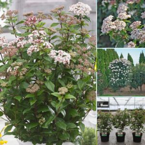 örökzöld téli bangita, télen virágzó bangita, illatos téli bangita, rózsaszín virágú téli bangita, fehér virágú téli bangita, Viburnum bodnantense, Viburnum bodnantense Dawn, télálló díszcserje, lombhullató bangita, kora tavaszi virágzású cserje, fagytűrő kerti növény, téli virágzó bokor, bangita ár, téli bangita eladó, bangita vásárlás, bangita gondozása, bangita metszése, bangita ültetése, téli bangita magassága, illatos kerti cserje, konténeres téli bangita, Viburnum bodnantense ár, Viburnum Dawn bangita, téli dísznövény kertbe, örökzöld bangita Eve Price, Viburnum tinus Eve Price, örökzöld bangita ár, Eve Price bangita eladó, bangita cserje vásárlás, örökzöld díszcserje télálló, télálló örökzöld cserje, télen virágzó cserje, fehér virágú örökzöld bokor, rózsaszín bimbós bangita, fagytűrő díszcserje, árnyéktűrő örökzöld növény, sövénynek alkalmas örökzöld, balkonra ültethető örökzöld cserje, lassú növekedésű bokor, bangita magassága, Eve Price bangita mérete, örökzöld bangita metszése, Viburnum tinus gondozása, bangita ültetése, cserépben nevelhető örökzöld, mediterrán hangulatú kert növény, téli dísznövény kertbe, árnyékos kertbe örökzöld, virágzó sövény növény, kompakt örökzöld cserje, Eve Price bangita konténeres, örökzöld bangita 3 literes, Viburnum tinus Eve Price 5L, bangita akció, bangita házhozszállítás, örökzöld bangita Eve Price, Viburnum tinus Eve Price, örökzöld bangita ár, Eve Price bangita eladó, bangita cserje vásárlás, örökzöld díszcserje télálló, télálló örökzöld cserje, télen virágzó cserje, fehér virágú örökzöld bokor, rózsaszín bimbós bangita, fagytűrő díszcserje, árnyéktűrő örökzöld növény, sövénynek alkalmas örökzöld, balkonra ültethető örökzöld cserje, lassú növekedésű bokor, bangita magassága, Eve Price bangita mérete, örökzöld bangita metszése, Viburnum tinus gondozása, bangita ültetése, cserépben nevelhető örökzöld, mediterrán hangulatú kert növény, téli dísznövény kertbe, árnyékos kertbe örökzöld, virágzó sövény növény, kompakt örökzöld cserje, Eve Price bangita konténeres, örökzöld bangita 3 literes, Viburnum tinus Eve Price 5L, bangita akció, bangita házhozszállítás