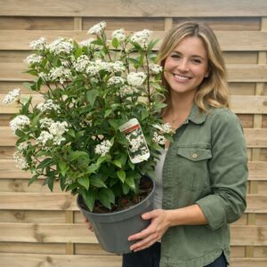 örökzöld téli bangita, télen virágzó bangita, illatos téli bangita, rózsaszín virágú téli bangita, fehér virágú téli bangita, Viburnum bodnantense, Viburnum bodnantense Dawn, télálló díszcserje, lombhullató bangita, kora tavaszi virágzású cserje, fagytűrő kerti növény, téli virágzó bokor, bangita ár, téli bangita eladó, bangita vásárlás, bangita gondozása, bangita metszése, bangita ültetése, téli bangita magassága, illatos kerti cserje, konténeres téli bangita, Viburnum bodnantense ár, Viburnum Dawn bangita, téli dísznövény kertbe, örökzöld bangita Eve Price, Viburnum tinus Eve Price, örökzöld bangita ár, Eve Price bangita eladó, bangita cserje vásárlás, örökzöld díszcserje télálló, télálló örökzöld cserje, télen virágzó cserje, fehér virágú örökzöld bokor, rózsaszín bimbós bangita, fagytűrő díszcserje, árnyéktűrő örökzöld növény, sövénynek alkalmas örökzöld, balkonra ültethető örökzöld cserje, lassú növekedésű bokor, bangita magassága, Eve Price bangita mérete, örökzöld bangita metszése, Viburnum tinus gondozása, bangita ültetése, cserépben nevelhető örökzöld, mediterrán hangulatú kert növény, téli dísznövény kertbe, árnyékos kertbe örökzöld, virágzó sövény növény, kompakt örökzöld cserje, Eve Price bangita konténeres, örökzöld bangita 3 literes, Viburnum tinus Eve Price 5L, bangita akció, bangita házhozszállítás, örökzöld bangita Eve Price, Viburnum tinus Eve Price, örökzöld bangita ár, Eve Price bangita eladó, bangita cserje vásárlás, örökzöld díszcserje télálló, télálló örökzöld cserje, télen virágzó cserje, fehér virágú örökzöld bokor, rózsaszín bimbós bangita, fagytűrő díszcserje, árnyéktűrő örökzöld növény, sövénynek alkalmas örökzöld, balkonra ültethető örökzöld cserje, lassú növekedésű bokor, bangita magassága, Eve Price bangita mérete, örökzöld bangita metszése, Viburnum tinus gondozása, bangita ültetése, cserépben nevelhető örökzöld, mediterrán hangulatú kert növény, téli dísznövény kertbe, árnyékos kertbe örökzöld, virágzó sövény növény, kompakt örökzöld cserje, Eve Price bangita konténeres, örökzöld bangita 3 literes, Viburnum tinus Eve Price 5L, bangita akció, bangita házhozszállítás