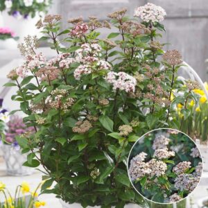 örökzöld téli bangita, télen virágzó bangita, illatos téli bangita, rózsaszín virágú téli bangita, fehér virágú téli bangita, Viburnum bodnantense, Viburnum bodnantense Dawn, télálló díszcserje, lombhullató bangita, kora tavaszi virágzású cserje, fagytűrő kerti növény, téli virágzó bokor, bangita ár, téli bangita eladó, bangita vásárlás, bangita gondozása, bangita metszése, bangita ültetése, téli bangita magassága, illatos kerti cserje, konténeres téli bangita, Viburnum bodnantense ár, Viburnum Dawn bangita, téli dísznövény kertbe, örökzöld bangita Eve Price, Viburnum tinus Eve Price, örökzöld bangita ár, Eve Price bangita eladó, bangita cserje vásárlás, örökzöld díszcserje télálló, télálló örökzöld cserje, télen virágzó cserje, fehér virágú örökzöld bokor, rózsaszín bimbós bangita, fagytűrő díszcserje, árnyéktűrő örökzöld növény, sövénynek alkalmas örökzöld, balkonra ültethető örökzöld cserje, lassú növekedésű bokor, bangita magassága, Eve Price bangita mérete, örökzöld bangita metszése, Viburnum tinus gondozása, bangita ültetése, cserépben nevelhető örökzöld, mediterrán hangulatú kert növény, téli dísznövény kertbe, árnyékos kertbe örökzöld, virágzó sövény növény, kompakt örökzöld cserje, Eve Price bangita konténeres, örökzöld bangita 3 literes, Viburnum tinus Eve Price 5L, bangita akció, bangita házhozszállítás, örökzöld bangita Eve Price, Viburnum tinus Eve Price, örökzöld bangita ár, Eve Price bangita eladó, bangita cserje vásárlás, örökzöld díszcserje télálló, télálló örökzöld cserje, télen virágzó cserje, fehér virágú örökzöld bokor, rózsaszín bimbós bangita, fagytűrő díszcserje, árnyéktűrő örökzöld növény, sövénynek alkalmas örökzöld, balkonra ültethető örökzöld cserje, lassú növekedésű bokor, bangita magassága, Eve Price bangita mérete, örökzöld bangita metszése, Viburnum tinus gondozása, bangita ültetése, cserépben nevelhető örökzöld, mediterrán hangulatú kert növény, téli dísznövény kertbe, árnyékos kertbe örökzöld, virágzó sövény növény, kompakt örökzöld cserje, Eve Price bangita konténeres, örökzöld bangita 3 literes, Viburnum tinus Eve Price 5L, bangita akció, bangita házhozszállítás