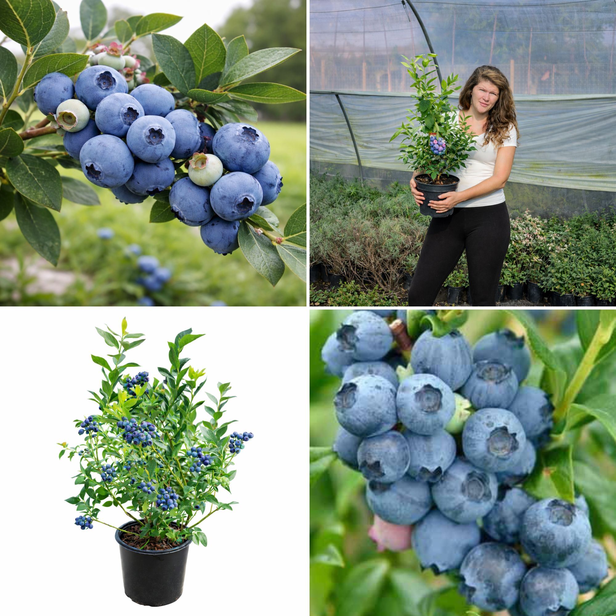 afonya-vasarlas-Vaccinium Corymbosum-chandler-bluegold-Duke-kék-áfonya-ár-www.koronakert.hu-12 áfonya, áfonya vásárlás, áfonya ár, áfonya eladó, áfonya konténeres, áfonya rendelés, áfonya webshop, áfonya ültetése, áfonya gondozása, áfonya metszése, áfonya növekedés, áfonya magasság, áfonya fagytűrés, áfonya kertbe, áfonya betegségek, áfonya tippek, áfonya konténer méret, áfonya ültetési távolság, áfonya online vásárlás, áfonya vélemények, áfonya tápanyagigény, áfonya talajigény, áfonya pH igény, áfonya telepítési útmutató, áfonya ültetési tanácsok, áfonya termesztése, áfonya bokor, áfonya fajta, áfonya bokor árak, áfonya vetőmag, áfonya trágyázása, áfonya öntözés, áfonya locsolás, áfonya növény árak, áfonya növény vásárlás.