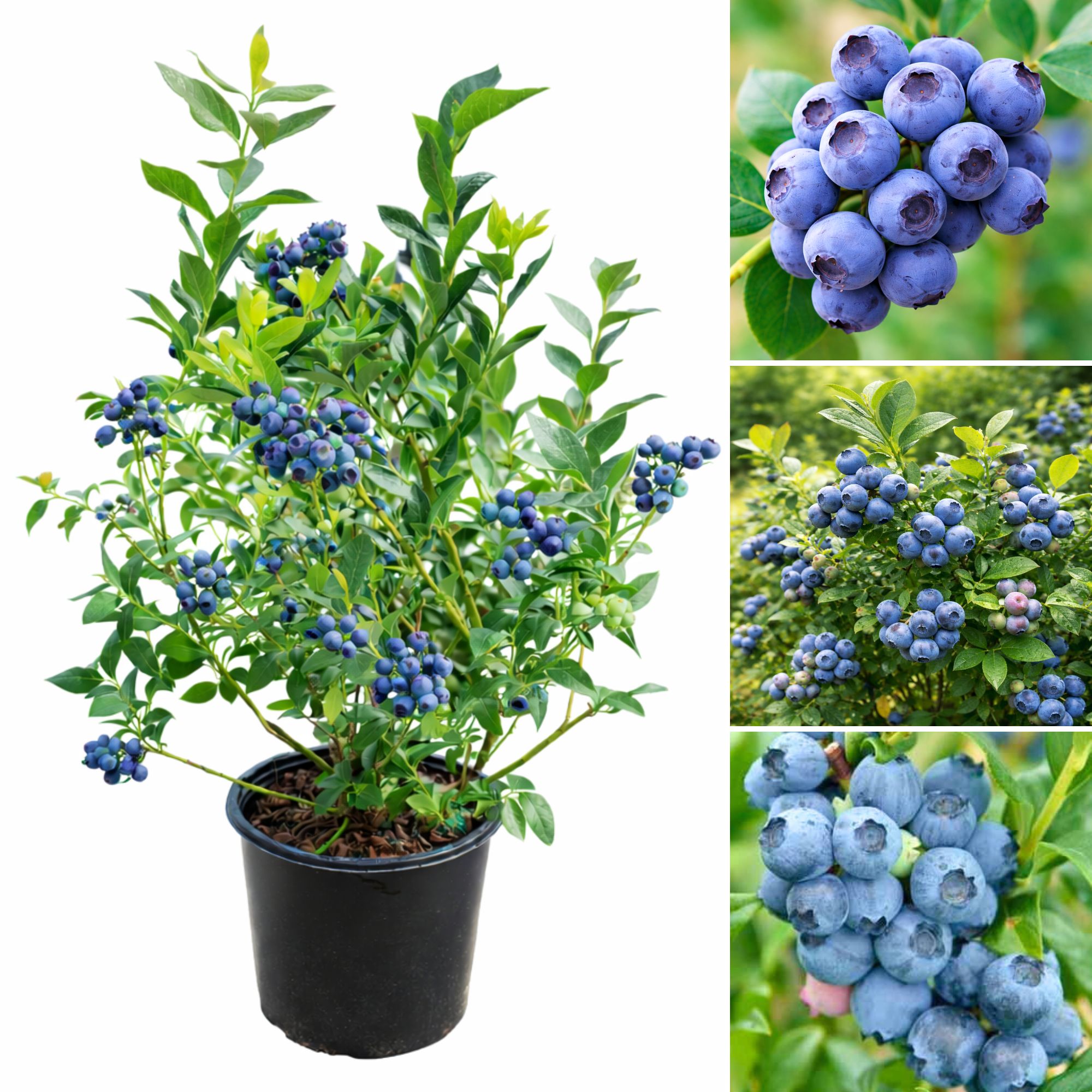 afonya-vasarlas-Vaccinium Corymbosum-chandler-bluegold-Duke-kék-áfonya-ár-www.koronakert.hu-14 áfonya, áfonya vásárlás, áfonya ár, áfonya eladó, áfonya konténeres, áfonya rendelés, áfonya webshop, áfonya ültetése, áfonya gondozása, áfonya metszése, áfonya növekedés, áfonya magasság, áfonya fagytűrés, áfonya kertbe, áfonya betegségek, áfonya tippek, áfonya konténer méret, áfonya ültetési távolság, áfonya online vásárlás, áfonya vélemények, áfonya tápanyagigény, áfonya talajigény, áfonya pH igény, áfonya telepítési útmutató, áfonya ültetési tanácsok, áfonya termesztése, áfonya bokor, áfonya fajta, áfonya bokor árak, áfonya vetőmag, áfonya trágyázása, áfonya öntözés, áfonya locsolás, áfonya növény árak, áfonya növény vásárlás.