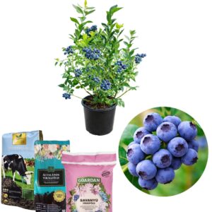 áfonya, áfonya vásárlás, áfonya ár, áfonya eladó, áfonya konténeres, áfonya rendelés, áfonya webshop, áfonya ültetése, áfonya gondozása, áfonya metszése, áfonya növekedés, áfonya magasság, áfonya fagytűrés, áfonya kertbe, áfonya betegségek, áfonya tippek, áfonya konténer méret, áfonya ültetési távolság, áfonya online vásárlás, áfonya vélemények, áfonya tápanyagigény, áfonya talajigény, áfonya pH igény, áfonya telepítési útmutató, áfonya ültetési tanácsok, áfonya termesztése, áfonya bokor, áfonya fajta, áfonya bokor árak, áfonya vetőmag, áfonya trágyázása, áfonya öntözés, áfonya locsolás, áfonya növény árak, áfonya növény vásárlás.