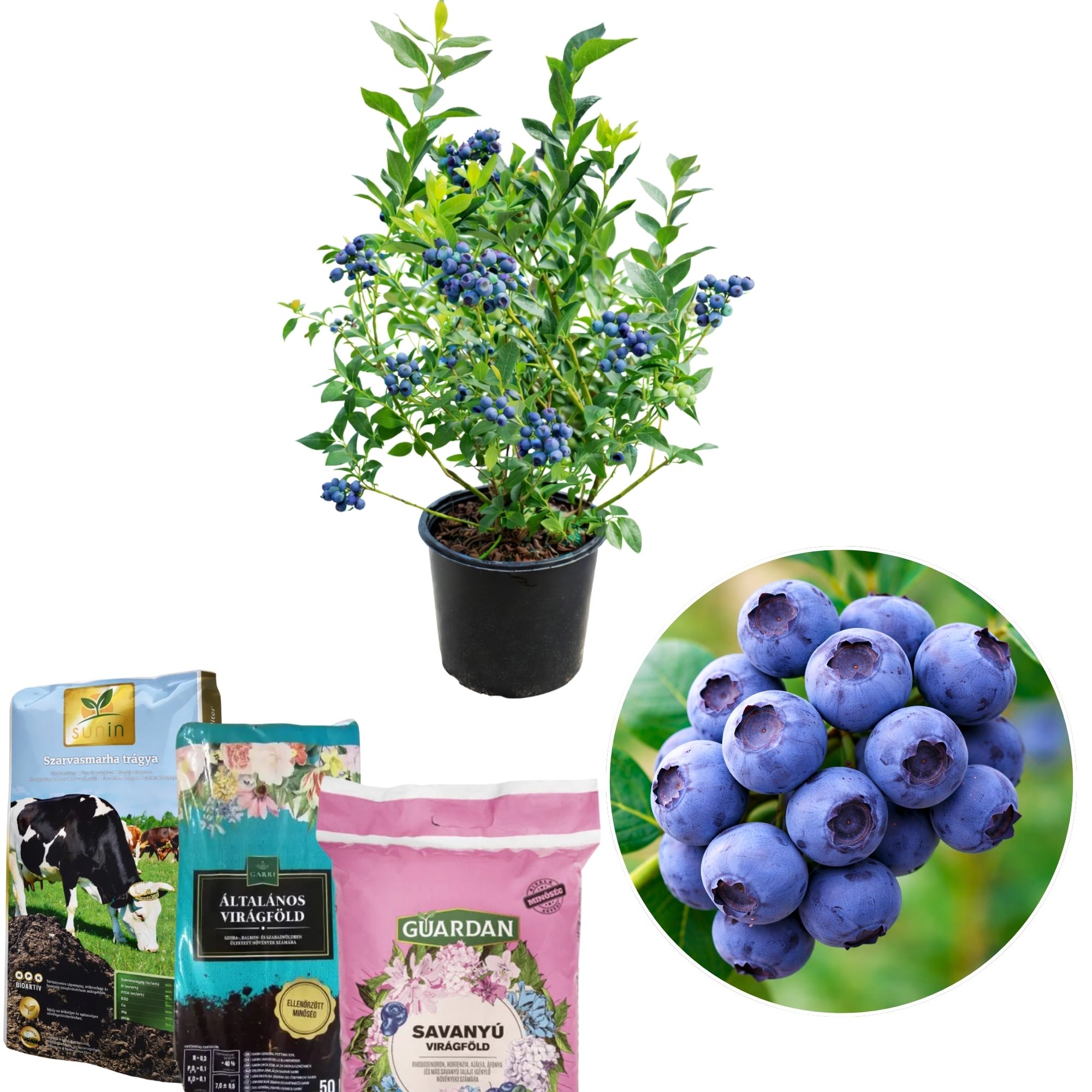 afonya-vasarlas-Vaccinium Corymbosum-chandler-bluegold-Duke-kék-áfonya-ár-www.koronakert.hu-7 áfonya, áfonya vásárlás, áfonya ár, áfonya eladó, áfonya konténeres, áfonya rendelés, áfonya webshop, áfonya ültetése, áfonya gondozása, áfonya metszése, áfonya növekedés, áfonya magasság, áfonya fagytűrés, áfonya kertbe, áfonya betegségek, áfonya tippek, áfonya konténer méret, áfonya ültetési távolság, áfonya online vásárlás, áfonya vélemények, áfonya tápanyagigény, áfonya talajigény, áfonya pH igény, áfonya telepítési útmutató, áfonya ültetési tanácsok, áfonya termesztése, áfonya bokor, áfonya fajta, áfonya bokor árak, áfonya vetőmag, áfonya trágyázása, áfonya öntözés, áfonya locsolás, áfonya növény árak, áfonya növény vásárlás.