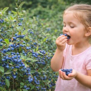 áfonya, áfonya vásárlás, áfonya ár, áfonya eladó, áfonya konténeres, áfonya rendelés, áfonya webshop, áfonya ültetése, áfonya gondozása, áfonya metszése, áfonya növekedés, áfonya magasság, áfonya fagytűrés, áfonya kertbe, áfonya betegségek, áfonya tippek, áfonya konténer méret, áfonya ültetési távolság, áfonya online vásárlás, áfonya vélemények, áfonya tápanyagigény, áfonya talajigény, áfonya pH igény, áfonya telepítési útmutató, áfonya ültetési tanácsok, áfonya termesztése, áfonya bokor, áfonya fajta, áfonya bokor árak, áfonya vetőmag, áfonya trágyázása, áfonya öntözés, áfonya locsolás, áfonya növény árak, áfonya növény vásárlás.