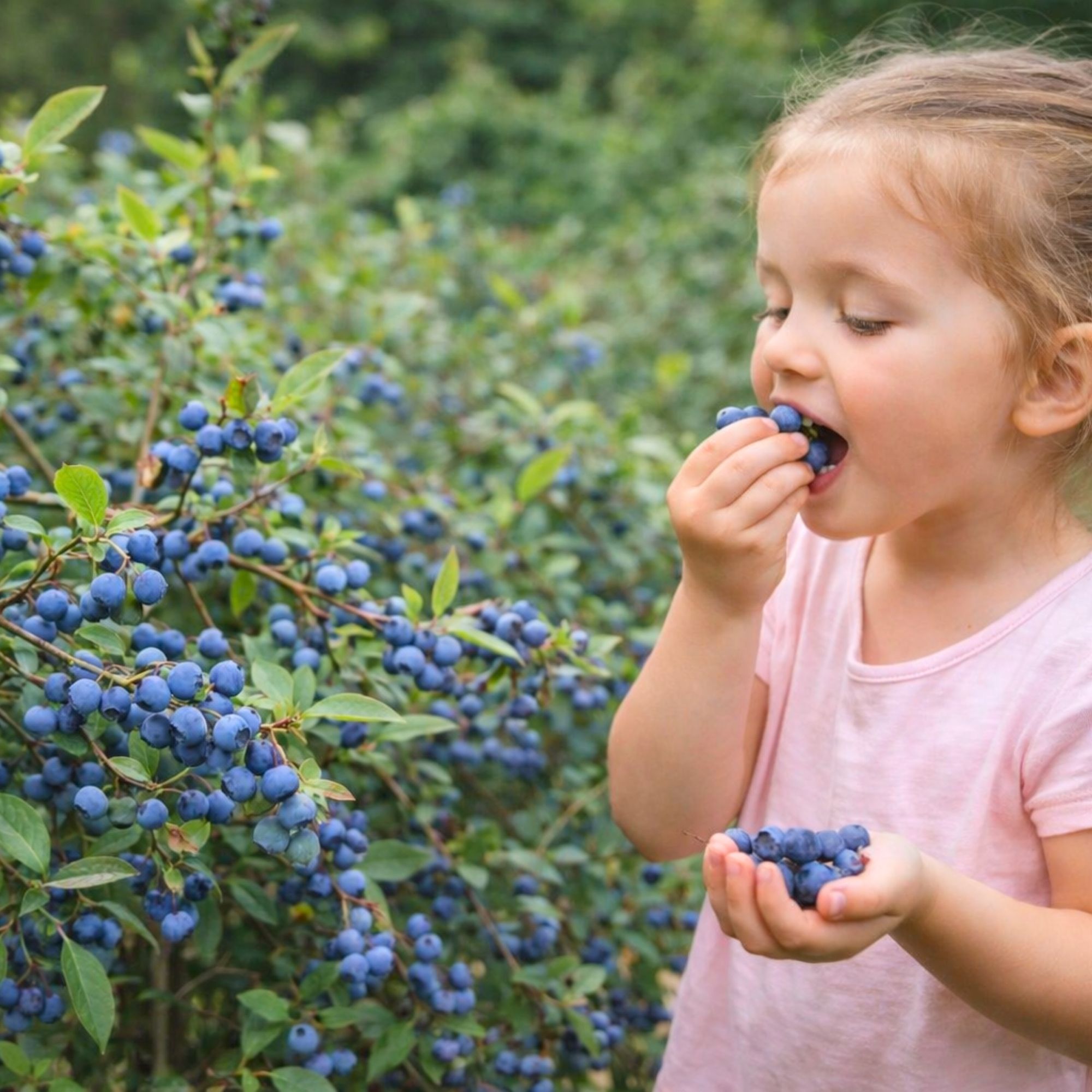 afonya-vasarlas-Vaccinium Corymbosum-chandler-bluegold-Duke-kék-áfonya-ár-www.koronakert.hu-9 áfonya, áfonya vásárlás, áfonya ár, áfonya eladó, áfonya konténeres, áfonya rendelés, áfonya webshop, áfonya ültetése, áfonya gondozása, áfonya metszése, áfonya növekedés, áfonya magasság, áfonya fagytűrés, áfonya kertbe, áfonya betegségek, áfonya tippek, áfonya konténer méret, áfonya ültetési távolság, áfonya online vásárlás, áfonya vélemények, áfonya tápanyagigény, áfonya talajigény, áfonya pH igény, áfonya telepítési útmutató, áfonya ültetési tanácsok, áfonya termesztése, áfonya bokor, áfonya fajta, áfonya bokor árak, áfonya vetőmag, áfonya trágyázása, áfonya öntözés, áfonya locsolás, áfonya növény árak, áfonya növény vásárlás.