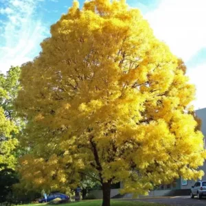 arany kőris Aurea, arany kőris vásárlás, Fraxinus excelsior Aurea, arany kőris ár, arany kőris eladó, arany kőris fa, arany levelű kőris, Fraxinus Aurea csemete, arany kőris konténeres, arany kőris ültetése, arany kőris gondozása, arany kőris növekedése, arany kőris magassága, arany kőris lombszíne, arany kőris díszfa, arany kőris kertbe, arany kőris parkfának, arany kőris fagytűrés, arany kőris télálló, arany kőris talajigény, arany kőris fényigény, arany kőris metszése, arany kőris betegségek, arany kőris gyors növekedésű, arany kőris árnyéktűrés, arany kőris ültetési távolság, arany kőris fa vásárlás, Fraxinus excelsior Aurea eladó, arany kőris vélemények, fraxinus excelsior, közönséges kőris, fraxinus excelsior vásárlás, közönséges kőris fa, fraxinus excelsior ár, fraxinus excelsior eladó, kőrisfa csemete, fraxinus excelsior konténeres, kőrisfa ültetése, fraxinus excelsior gondozása, közönséges kőris növekedése, kőrisfa magassága, fraxinus excelsior gyors növekedés, kőrisfa kertbe, kőrisfa parkfának, fraxinus excelsior fagytűrés, kőrisfa télálló, fraxinus excelsior talajigény, kőrisfa fényigény, fraxinus excelsior metszése, kőrisfa betegségek, fraxinus excelsior gyökérzete, kőrisfa árnyékot ad, fraxinus excelsior ültetési távolság, kőrisfa online rendelés, fraxinus excelsior csemete ár, közönséges kőris díszfa, kőrisfa vélemények