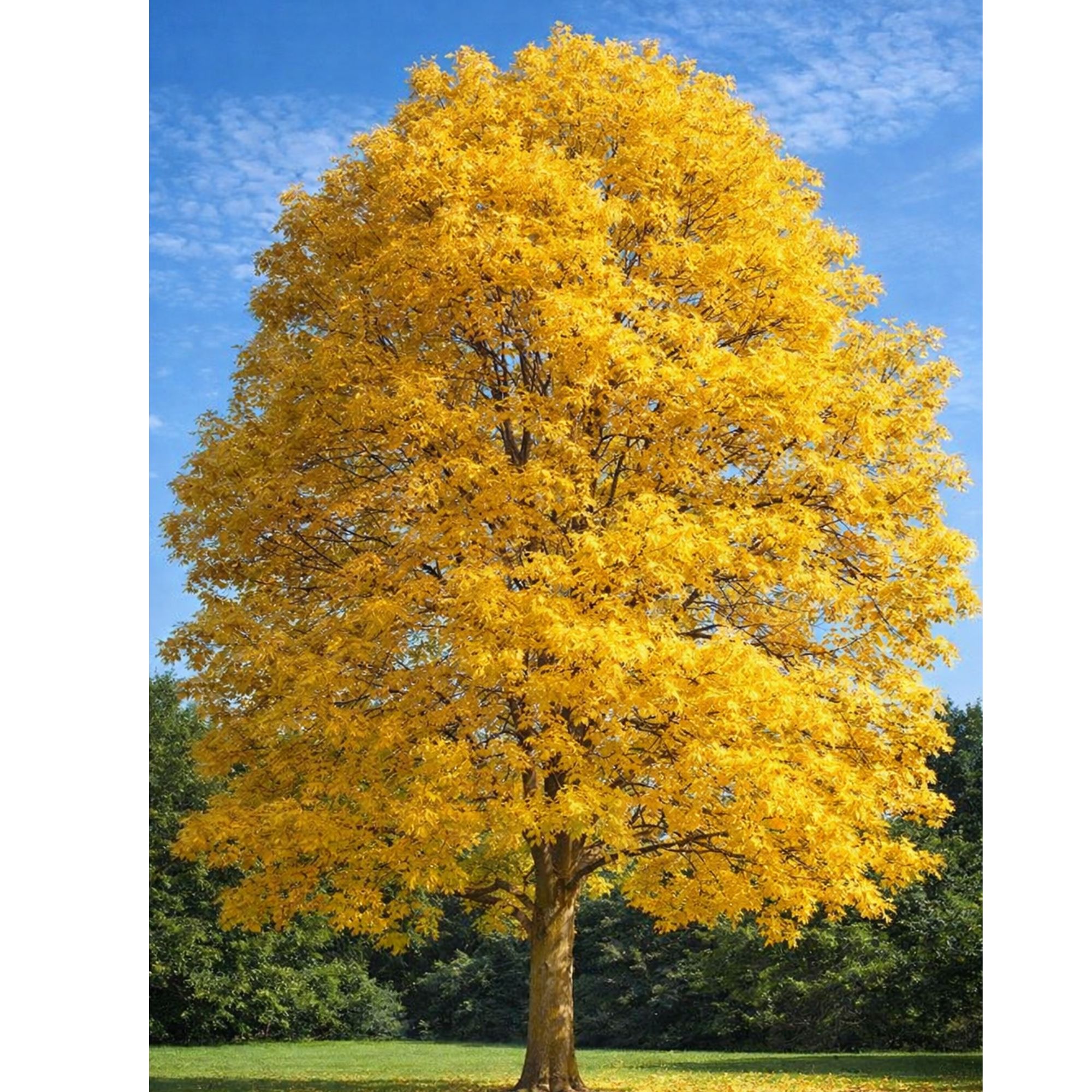 arany-köris-fraxinus-excelsior-aurea-ár-0 arany kőris Aurea, arany kőris vásárlás, Fraxinus excelsior Aurea, arany kőris ár, arany kőris eladó, arany kőris fa, arany levelű kőris, Fraxinus Aurea csemete, arany kőris konténeres, arany kőris ültetése, arany kőris gondozása, arany kőris növekedése, arany kőris magassága, arany kőris lombszíne, arany kőris díszfa, arany kőris kertbe, arany kőris parkfának, arany kőris fagytűrés, arany kőris télálló, arany kőris talajigény, arany kőris fényigény, arany kőris metszése, arany kőris betegségek, arany kőris gyors növekedésű, arany kőris árnyéktűrés, arany kőris ültetési távolság, arany kőris fa vásárlás, Fraxinus excelsior Aurea eladó, arany kőris vélemények, fraxinus excelsior, közönséges kőris, fraxinus excelsior vásárlás, közönséges kőris fa, fraxinus excelsior ár, fraxinus excelsior eladó, kőrisfa csemete, fraxinus excelsior konténeres, kőrisfa ültetése, fraxinus excelsior gondozása, közönséges kőris növekedése, kőrisfa magassága, fraxinus excelsior gyors növekedés, kőrisfa kertbe, kőrisfa parkfának, fraxinus excelsior fagytűrés, kőrisfa télálló, fraxinus excelsior talajigény, kőrisfa fényigény, fraxinus excelsior metszése, kőrisfa betegségek, fraxinus excelsior gyökérzete, kőrisfa árnyékot ad, fraxinus excelsior ültetési távolság, kőrisfa online rendelés, fraxinus excelsior csemete ár, közönséges kőris díszfa, kőrisfa vélemények