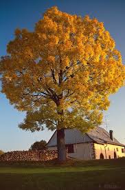 arany-köris-fraxinus-excelsior-aurea2 arany kőris Aurea, arany kőris vásárlás, Fraxinus excelsior Aurea, arany kőris ár, arany kőris eladó, arany kőris fa, arany levelű kőris, Fraxinus Aurea csemete, arany kőris konténeres, arany kőris ültetése, arany kőris gondozása, arany kőris növekedése, arany kőris magassága, arany kőris lombszíne, arany kőris díszfa, arany kőris kertbe, arany kőris parkfának, arany kőris fagytűrés, arany kőris télálló, arany kőris talajigény, arany kőris fényigény, arany kőris metszése, arany kőris betegségek, arany kőris gyors növekedésű, arany kőris árnyéktűrés, arany kőris ültetési távolság, arany kőris fa vásárlás, Fraxinus excelsior Aurea eladó, arany kőris vélemények, fraxinus excelsior, közönséges kőris, fraxinus excelsior vásárlás, közönséges kőris fa, fraxinus excelsior ár, fraxinus excelsior eladó, kőrisfa csemete, fraxinus excelsior konténeres, kőrisfa ültetése, fraxinus excelsior gondozása, közönséges kőris növekedése, kőrisfa magassága, fraxinus excelsior gyors növekedés, kőrisfa kertbe, kőrisfa parkfának, fraxinus excelsior fagytűrés, kőrisfa télálló, fraxinus excelsior talajigény, kőrisfa fényigény, fraxinus excelsior metszése, kőrisfa betegségek, fraxinus excelsior gyökérzete, kőrisfa árnyékot ad, fraxinus excelsior ültetési távolság, kőrisfa online rendelés, fraxinus excelsior csemete ár, közönséges kőris díszfa, kőrisfa vélemények