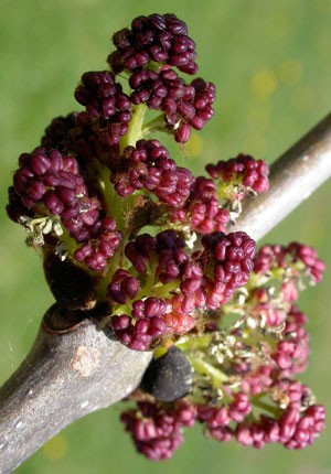 arany-köris-fraxinus-excelsior-aurea345