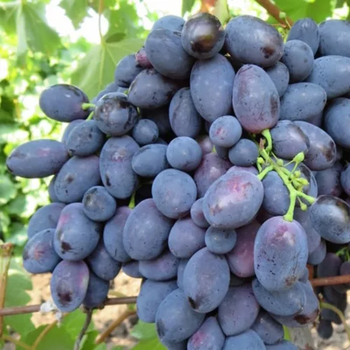 blackmagic-csemegeszolo-oltvany-koronakert.hu Csemegeszőlő Black magic ár