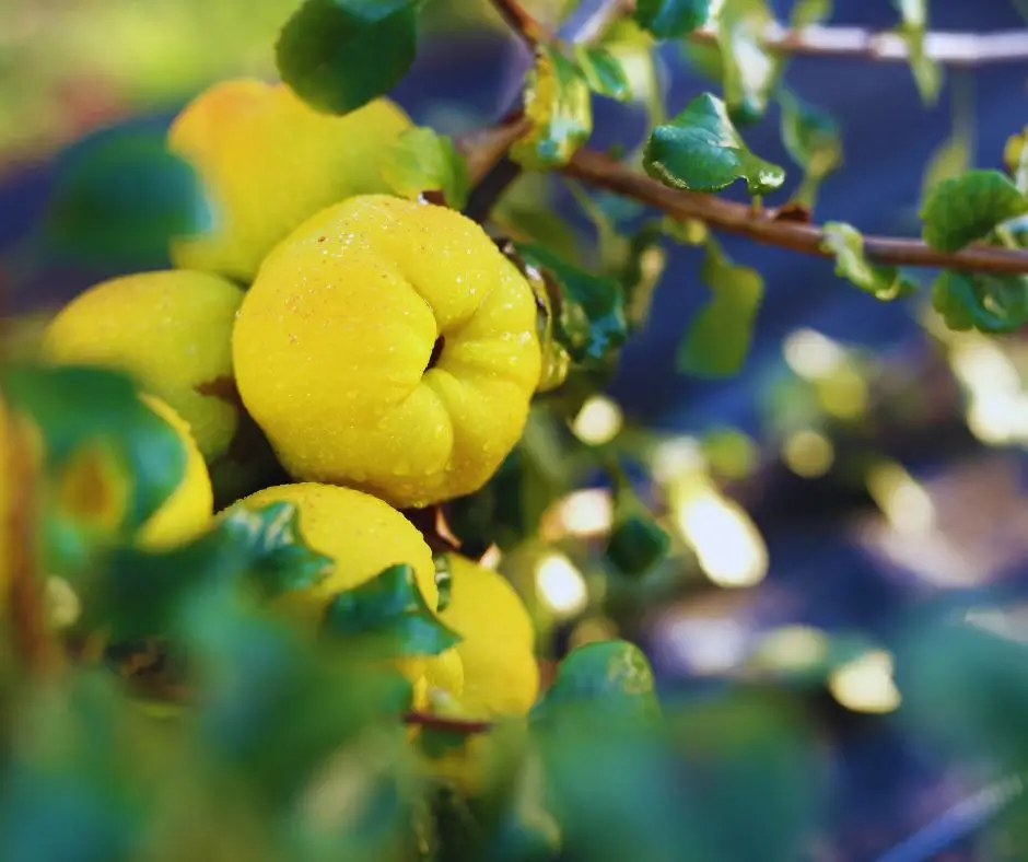 Sárga érett gyümölcsök a japánbirs ágán