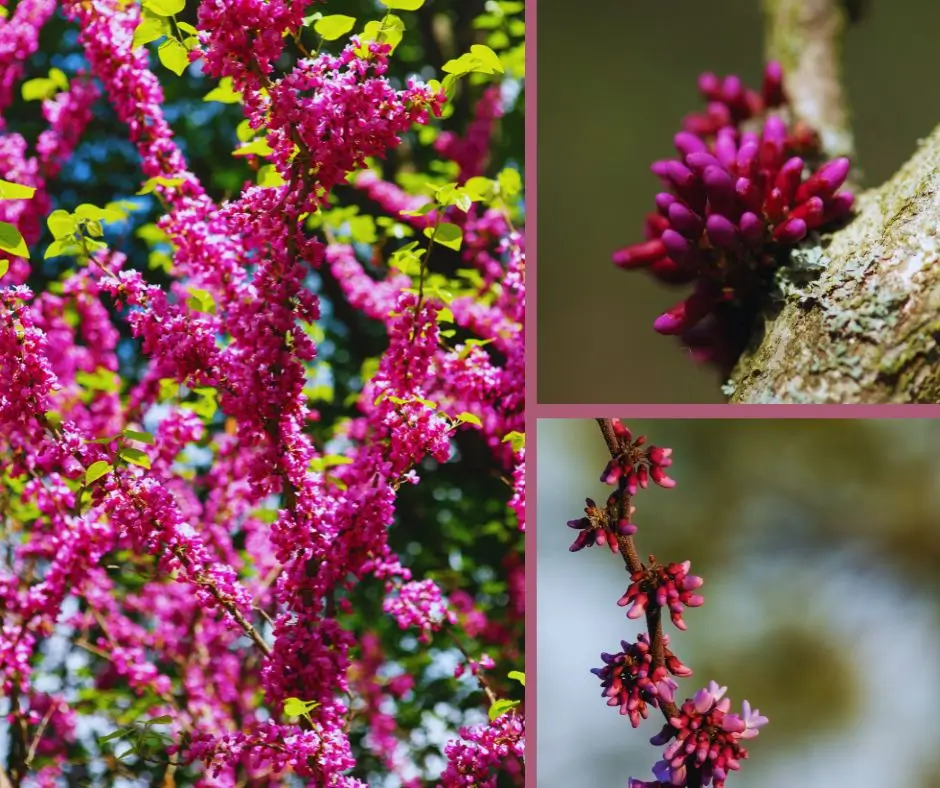 júdásfa, júdásfa termés, júdásfa fa, júdásfa csemete, júdásfa csemete ár, Cercis siliquastrum, díszfa kertbe, rózsaszín virágú fa, tavaszi virágzás, júdásfa virág, júdásfa hüvelytermés, júdásfa mag, lombhullató díszfa, mediterrán hangulatú kert, várostűrő díszfa, szárazságtűrő fa, kertészeti csemete, konténeres júdásfa, szabadgyökerű csemete, díszfa árak, különleges díszfa, szoliter fa, kertépítés, kerti fa vásárlás, ültetési tanácsok, júdásfa gondozása, parkfa, utcai sorfa, kerti dekoratív fa
