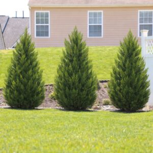 leylandi ciprus green rocket, green rocket leylandi ciprus, leylandi ciprus green rocket ár, green rocket ciprus ára, leylandi ciprus vásárlás, leylandi ciprus eladó, leylandi ciprus online rendelés, leylandi ciprus csemete, leylandi ciprus konténeres, leylandi ciprus sövénynek, gyors növekedésű örökzöld sövény, gyorsan növő sövénynövény, örökzöld sövény növény, keskeny növekedésű ciprus, oszlopos leylandi ciprus, leylandi ciprus magassága, leylandi ciprus növekedési ütem, leylandi ciprus ültetési távolság, leylandi ciprus gondozása, leylandi ciprus metszése, leylandi ciprus ültetése, leylandi ciprus mennyit nő évente, leylandi ciprus télálló, leylandi ciprus fagytűrő, leylandi ciprus napos vagy árnyékos helyre, leylandi ciprus locsolása, leylandi ciprus betegségei, leylandi ciprus barnulás oka, leylandi ciprus sövény ár méterenként, leylandi ciprus milyen sűrűn ültessük, leylandi ciprus green rocket ár 80-100 cm, leylandi ciprus green rocket ár 100-120 cm, green rocket leylandi ciprus sövénynek jó, leylandi ciprus green rocket ültetési távolság, leylandi ciprus green rocket gondozása, keskeny örökzöld sövény növény gyors növekedés, melyik leylandi ciprus a legjobb sövénynek, leylandi ciprus green rocket vs castlewellan gold, leylandi ciprus mennyit nő egy év alatt, örökzöld sövény növény takaráshoz gyorsan, leylandi ciprus vagy smaragd tuja, leylandi ciprus vagy babérmeggy, green rocket vs smaragd tuja, legjobb örökzöld sövény gyors növekedés, keskeny sövény növény kis helyre