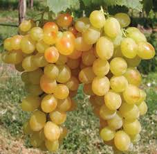 magnelkuli-csemegeszolo-helikon-szepe-koronakert.hu Magnélküli csemegeszőlő Helikon szépe