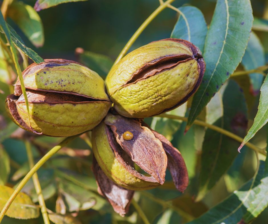 Pekándió termés érés közben