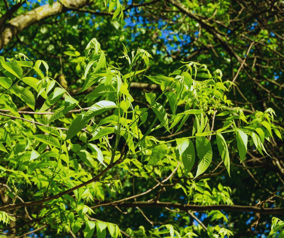 Pekándió fa világoszöld lombja