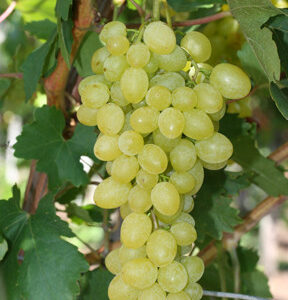 sába királynője szőlő, Sába királynője szőlő eladó, Sába királynője csemegeszőlő, magnélküli szőlő, fehér csemegeszőlő, korai érésű szőlő, nagy szemű szőlő, édes szőlőfajta, ropogós húsú szőlő, bőtermő szőlő, házikerti szőlő, lugasra való szőlő, szőlőoltvány vásárlás, szőlőoltvány ár, Sába királynője szőlő oltvány, szőlő telepítése, szőlő metszése, szőlő gondozása, betegségekkel szemben ellenálló szőlő, fagytűrő szőlő, napos helyre való szőlő, friss fogyasztásra szőlő, desszert szőlő, szőlő házhozszállítás, mag nélküli csemege szőlő, magnélküli szőlő, mag nélküli szőlő eladó, csemegeszőlő vásárlás, fehér magnélküli szőlő, piros magnélküli szőlő, fekete magnélküli szőlő, korai érésű magnélküli szőlő, édes csemegeszőlő, nagy szemű magnélküli szőlő, ropogós húsú szőlő, bőtermő szőlőfajta, házikerti csemegeszőlő, lugasra való szőlő, szőlőoltvány vásárlás, magnélküli szőlő oltvány, szőlőoltvány ár, szőlő telepítése, szőlő gondozása, szőlő metszése, fagytűrő csemegeszőlő, betegségeknek ellenálló szőlő, napos helyre való szőlő, friss fogyasztásra szőlő, desszert szőlő, szőlő házhozszállítás