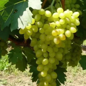 sába királynője szőlő, Sába királynője szőlő eladó, Sába királynője csemegeszőlő, magnélküli szőlő, fehér csemegeszőlő, korai érésű szőlő, nagy szemű szőlő, édes szőlőfajta, ropogós húsú szőlő, bőtermő szőlő, házikerti szőlő, lugasra való szőlő, szőlőoltvány vásárlás, szőlőoltvány ár, Sába királynője szőlő oltvány, szőlő telepítése, szőlő metszése, szőlő gondozása, betegségekkel szemben ellenálló szőlő, fagytűrő szőlő, napos helyre való szőlő, friss fogyasztásra szőlő, desszert szőlő, szőlő házhozszállítás, mag nélküli csemege szőlő, magnélküli szőlő, mag nélküli szőlő eladó, csemegeszőlő vásárlás, fehér magnélküli szőlő, piros magnélküli szőlő, fekete magnélküli szőlő, korai érésű magnélküli szőlő, édes csemegeszőlő, nagy szemű magnélküli szőlő, ropogós húsú szőlő, bőtermő szőlőfajta, házikerti csemegeszőlő, lugasra való szőlő, szőlőoltvány vásárlás, magnélküli szőlő oltvány, szőlőoltvány ár, szőlő telepítése, szőlő gondozása, szőlő metszése, fagytűrő csemegeszőlő, betegségeknek ellenálló szőlő, napos helyre való szőlő, friss fogyasztásra szőlő, desszert szőlő, szőlő házhozszállítás