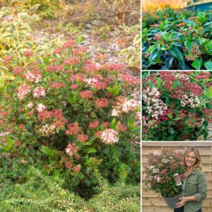 örökzöld bangita Eve Price, Viburnum tinus Eve Price, örökzöld bangita ár, Eve Price bangita eladó, bangita cserje vásárlás, örökzöld díszcserje télálló, télálló örökzöld cserje, télen virágzó cserje, fehér virágú örökzöld bokor, rózsaszín bimbós bangita, fagytűrő díszcserje, árnyéktűrő örökzöld növény, sövénynek alkalmas örökzöld, balkonra ültethető örökzöld cserje, lassú növekedésű bokor, bangita magassága, Eve Price bangita mérete, örökzöld bangita metszése, Viburnum tinus gondozása, bangita ültetése, cserépben nevelhető örökzöld, mediterrán hangulatú kert növény, téli dísznövény kertbe, árnyékos kertbe örökzöld, virágzó sövény növény, kompakt örökzöld cserje, Eve Price bangita konténeres, örökzöld bangita 3 literes, Viburnum tinus Eve Price 5L, bangita akció, bangita házhozszállítás, örökzöld bangita Eve Price, Viburnum tinus Eve Price, örökzöld bangita ár, Eve Price bangita eladó, bangita cserje vásárlás, örökzöld díszcserje télálló, télálló örökzöld cserje, télen virágzó cserje, fehér virágú örökzöld bokor, rózsaszín bimbós bangita, fagytűrő díszcserje, árnyéktűrő örökzöld növény, sövénynek alkalmas örökzöld, balkonra ültethető örökzöld cserje, lassú növekedésű bokor, bangita magassága, Eve Price bangita mérete, örökzöld bangita metszése, Viburnum tinus gondozása, bangita ültetése, cserépben nevelhető örökzöld, mediterrán hangulatú kert növény, téli dísznövény kertbe, árnyékos kertbe örökzöld, virágzó sövény növény, kompakt örökzöld cserje, Eve Price bangita konténeres, örökzöld bangita 3 literes, Viburnum tinus Eve Price 5L, bangita akció, bangita házhozszállítás